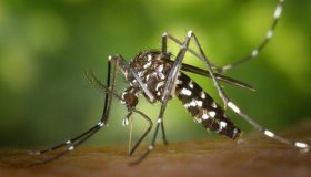 Alta Floresta e Alto Alegre confirmam casos de Zika Virus