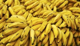 Bananas correm risco de extinção