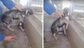 Cachorra maltratada fica sem reação ao receber carinho pela primeira vez