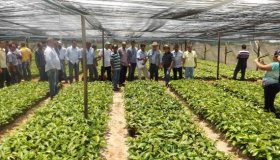 Governo entrega 300 mil mudas de café clonal para agricultores de Rolim de...