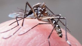 OMS vai criar comitê de emergência para ensinar países a lidar com o zika