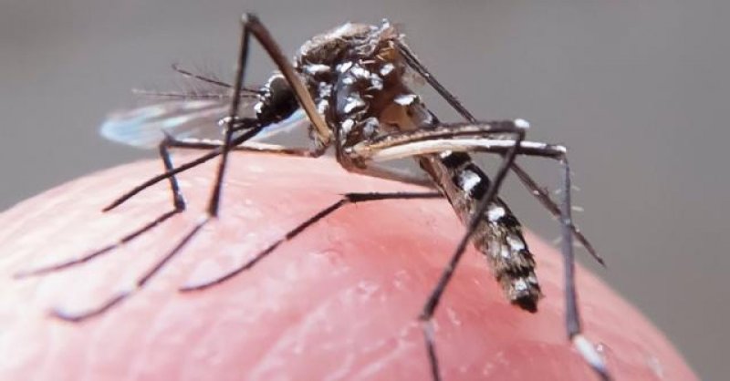 OMS vai criar comitê de emergência para ensinar países a lidar com o zika