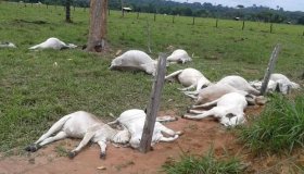 Raio atinge 15 cabeças de gado em Cacoal