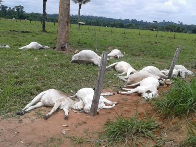 Raio atinge 15 cabeças de gado em Cacoal