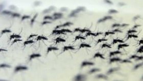 Aedes aegypti e Pernilongo: conheça as diferenças