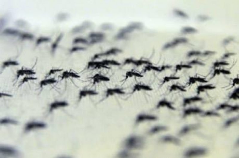 Aedes aegypti e Pernilongo: conheça as diferenças