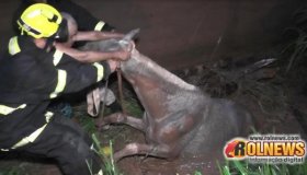 Cavalo cai em fossa no bairro Beira Rio em Rolim de Moura
