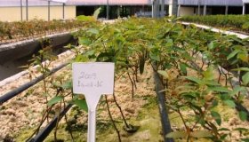 Eucalipto clonado é cultivado em grande escala em Pimenta Bueno