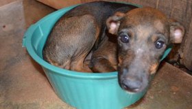 Feira de adoção de animais será realizada em praça de Cacoal