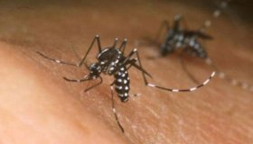 Fiocruz detecta vírus zika com potencial de infecção em saliva e urina