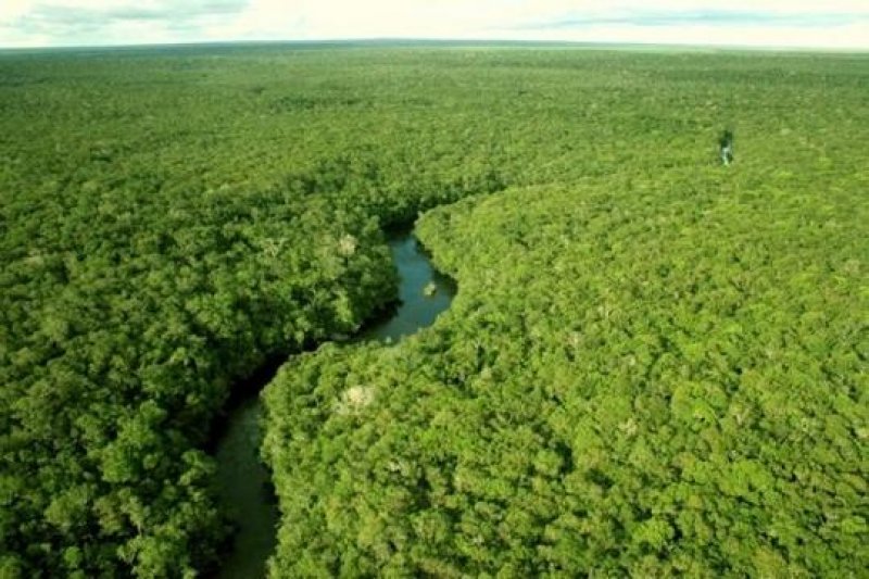 Floresta regenerada absorve 11 vezes mais carbono que mata virgem na Amazônia