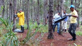 Goma-resina é um importante agregador de valor à floresta plantada de pinus...