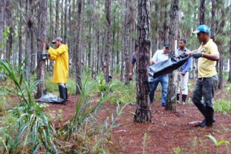 Goma-resina é um importante agregador de valor à floresta plantada de pinus na região de Vilhena