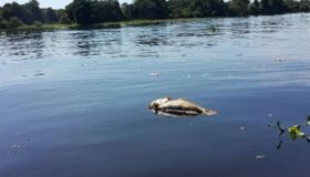 Mortandade de peixes no rio Guaporé assusta pescadores e mobiliza autoridades