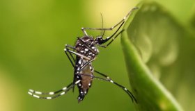 MP acompanha ações do Poder Público contra Aedes Aegypti em Pimenta Bueno,...