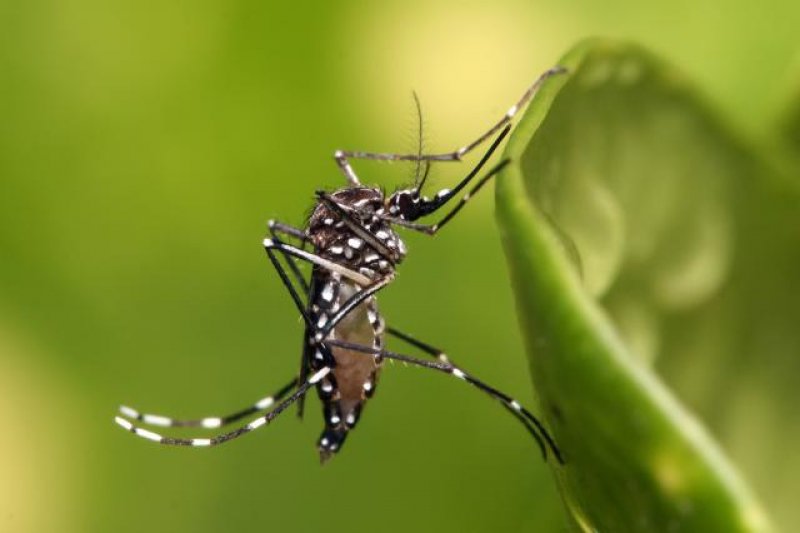 MP acompanha ações do Poder Público contra Aedes Aegypti em Pimenta Bueno, São Felipe e Primavera