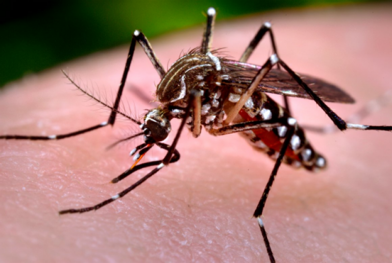 Municípios de Rondônia vão receber recursos federais para ações de combate ao Aedes aegypti