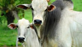 Nova técnica de inseminação aumenta em até 20% a prenhez de vacas