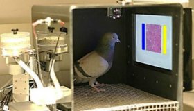 Os animais que detectam câncer e avisam pacientes antes de convulsões