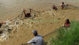 Peixes são retirados às pressas de fazenda atacada por cangaceiros, em...