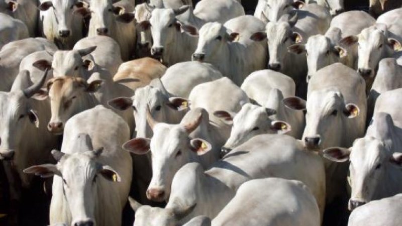 Rondônia desenvolve leitor de celular para autenticação de guias de transporte animal