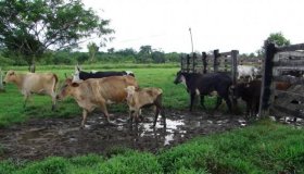 Salas temáticas da carne, leite e café serão inovação na 5ª Rondônia...