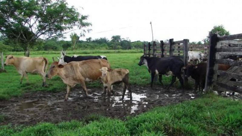 Salas temáticas da carne, leite e café serão inovação na 5ª Rondônia Rural Show