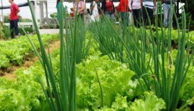 Agroecologia terá Câmara Setorial em Rondônia