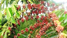 Conselho de Desenvolvimento aprova recursos para desenvolver cafeicultura em...
