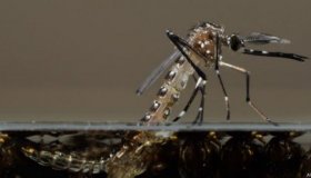 Dois casos de Chikungunya são registrados em Rolim de Moura