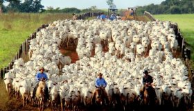 Faperon remarca nova reunião com indústrias de carne no dia 29