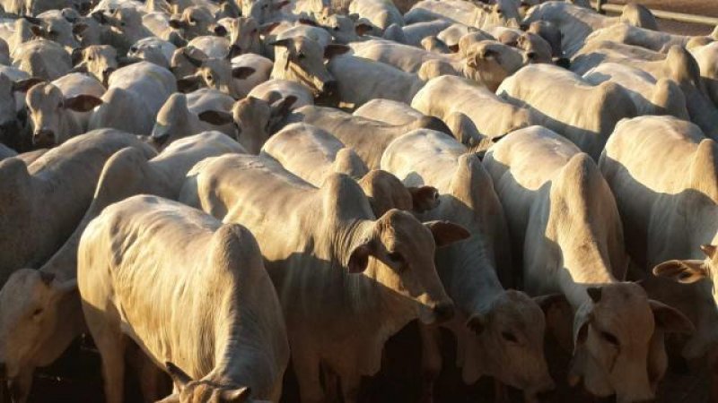 Frigoríficos prometem discutir preço da arroba do boi com pecuaristas