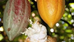 Governo de Rondônia e produtores rurais criam Câmara Setorial Cacal para...