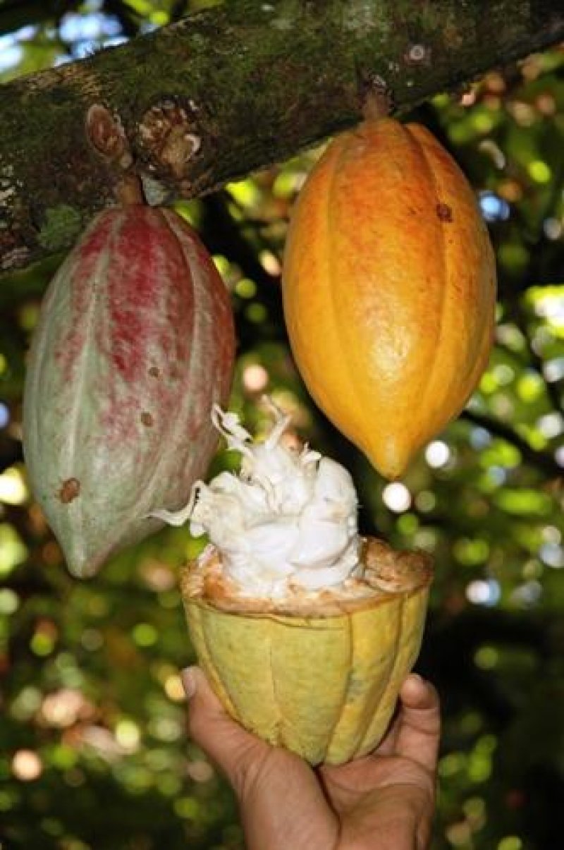 Governo de Rondônia e produtores rurais criam Câmara Setorial Cacal para desenvolver o cultivo no estado