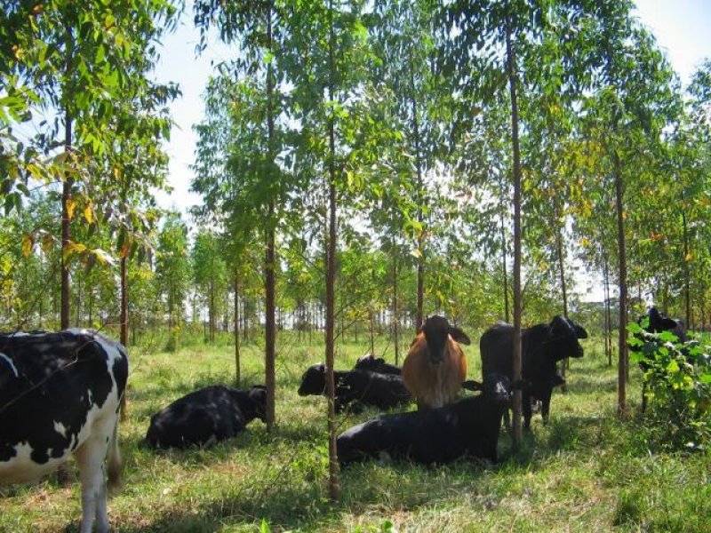 Pesquisadores criam planilha que calcula sombreamento em sistemas de integração