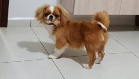 Rolim:Cachorro desaparecido no bairro Centenário; recompensa para quem...