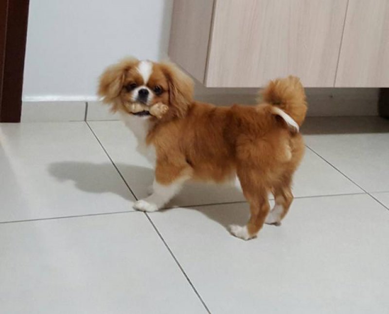 Rolim:Cachorro desaparecido no bairro Centenário; recompensa para quem encontrar
