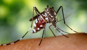 Rolim de Moura confirma segundo caso de vírus da Zika em gestante