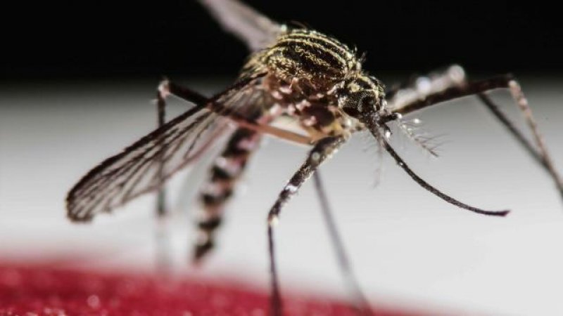 Rolim de Moura tem 1º caso de Zika Virus confirmado; a paciente é gestante