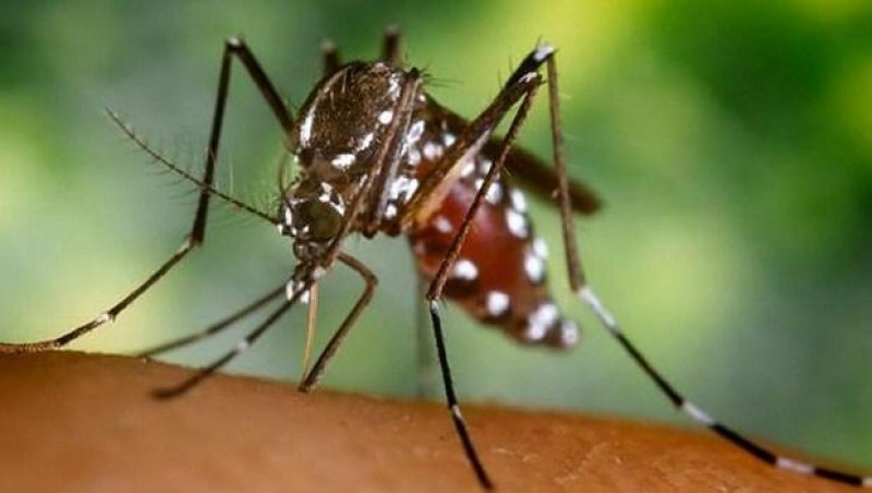 Rolim e mais 12 cidades de Rondônia receberão atenção diferenciada no combate a Dengue