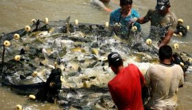 Rondônia tem expectativa de produzir 81 toneladas de pescado e faturar R$ 500...