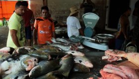 Tambaqui é o peixe mais procurado pelos consumidores na Semana Santa em...