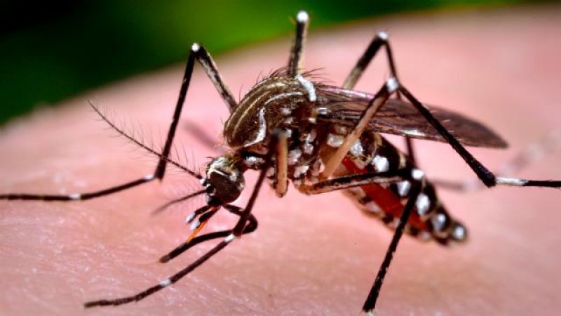 Terceiro caso de vírus da Zika em gestante é confirmado em Rolim de Moura