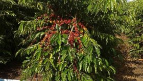 Alto Alegre dos Parecis terá Dia de Campo sobre café clonal