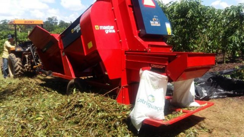 Cacoal inova na produção do café com colheita mecanizada