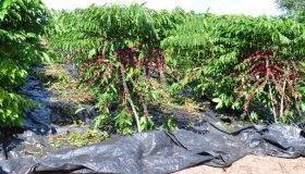 Dia de Campo: Café clonal é destaque na economia alto-alegrense