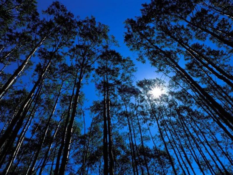 Portaria do Calendário Florestal de Rondônia entra em vigor nesta sexta-feira
