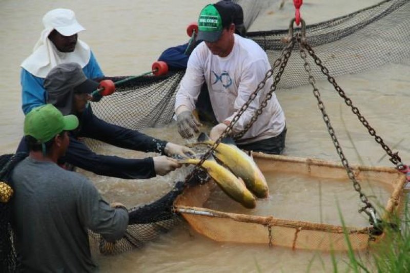 Rondônia pode movimentar R$ 13 bilhões por ano com produção de peixes