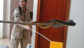 Bombeiros resgatam serpente de 2 metros de dentro de fogão em Vilhena