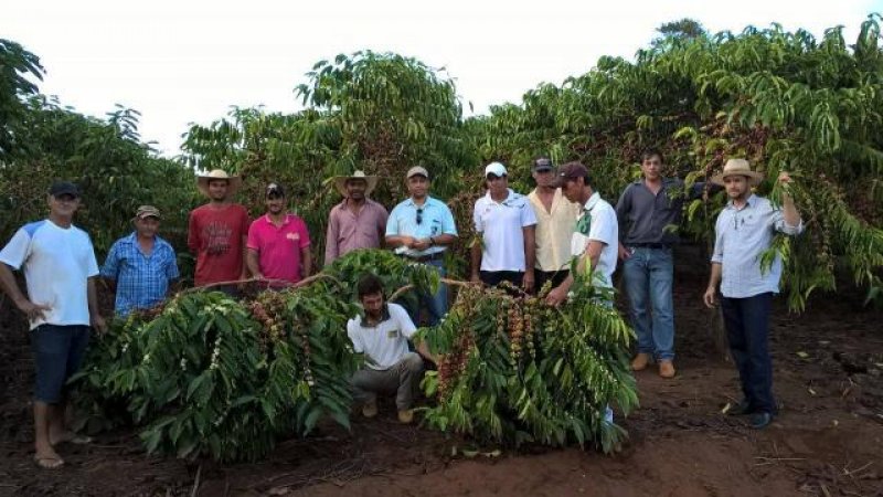 Comissão visita lavouras de café clonal cultivadas em Alto Alegre dos Parecis